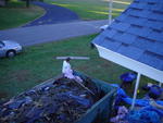 Shannon's Roof 016.jpg